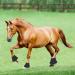 Nobleza Overreach Horse Boots: Durable Neoprene Protection for Equestrian Safety - Buy Online on GoSupps.com