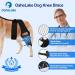 OaheLake Dog Knee Brace for Torn ACL Hind Leg Dog Hip Shoulder Elbow brace Support Dogs with ACL CCL Cruciate Ligament Injuries Patella Dislocation or Osteoarthritis for Both Back and Front Legs Small - Buy Online on GoSupps.com