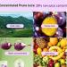 Prune Lotus Leaf Juice Prune Juice for Constipation for Adults Prune Lotus Leaf Juice for Big Belly and Fat People (2boxes) - Buy Online on GoSupps.com