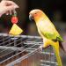 4 Pcs Bird Skewer Stainless Steel Parrot Skewer Feeder Bird Veggies Skewer Fruit Food Holder Hanging Food Feed Tool Foraging Toy Bird Toys for Budgie Parakeet Cockatiel - Buy Online on GoSupps.com