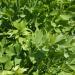 1555mg Levistica Semi 100 Count Aphrodesiac Herb Semi -Root Edible Leaves - Buy Online on GoSupps.com