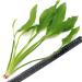 Echinodorus Bleheri Large Live Aquarium Plant Amazon Sword - Buy Online on GoSupps.com