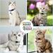 Buy Magrimaxio 10-Piece Adjustable Cat Collars | Personalized Reflective Collars with Safety Clasp & Bell | International Shipping - Buy Online on GoSupps.com