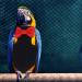 Balacoo Bird Diaper with Bow - Flight Suit for Budgie, Parakeet, Cockatiel, Cockatoo, African Macaw - Black - Buy Online on GoSupps.com