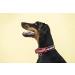 Shop Julius-K9 100HA-K-R-2015 Adjustable K9 Neck Band - Red-Gray with Handle Safety Closure 38-53 cm - International Shipping - Buy Online on GoSupps.com