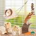 Small Animal Chew Toys Set for Teeth Care - Wooden Accessories for Hamsters, Guinea Pigs, Chinchillas - Rodent Toy Swing, Seesaw, Bridge - Buy Online on GoSupps.com