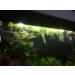 10x Water Lettuce pistia stratiotes Dwarf Mini Live Aquarium Floating Plants - Buy Online on GoSupps.com