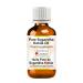 Greenwood Essential Pure Sugandh Kokila Oil (Cinnamomum glaucescens) Pure Therapeutic Grade 10ml (0.33 oz)