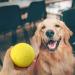Buy Mekeet Dog Ball Snackball Non-Toxic Rubber Treats Toy for Dogs | IQ Training Ball (Orange) - International Shipping Available - Buy Online on GoSupps.com