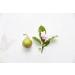 Crabtree & Evelyn Hand Therapy - Pear & Pink Magnolia | 0.86 oz | Nourishing Moisturizer for Dry Hands - International Shipping Available - Buy Online on GoSupps.com
