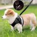 Buy Bojly Cat Dishes with Leash | Outbreak-Proof Safety Harness & Anti-Lost Bell for Dogs & Cats - Buy Online on GoSupps.com