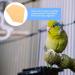 10 Sheets Disposable Bird Cage Liners - Parrot Sandpaper Cushion Pad Mat - Buy Online on GoSupps.com