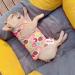GZXYUAN Cat Professional Recovery Suit Surgical Recovery Shirt Cat Recovery Suit Pet Clothes for Cats and Dogs(M) - Buy Online on GoSupps.com