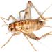 Livefoods4u Standard Silent Brown Crickets Live Food (12-18mm) Pre Pack Approx 100 - Perfect for Reptiles and Lizards - Sustainably bred - Buy Online on GoSupps.com