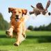 3-Piece Squeaking Dog Plush Toy Set - Soft Animal Toys for Small & Medium Dogs - Buy Online on GoSupps.com