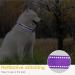 Heele Reflective Dog Collar for Small Dogs Nylon & Neoprene Purple XS (20-30 cm) Comfort & Safety for Puppies - Buy Online on GoSupps.com