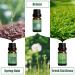 Spring Essential Oils Set for Aromatherapy and Candle Making - Gardenia, Jasmine, Peppermint, Fresh Cut Grass, Spring Rain Breeze Scent Oil - Buy Online on GoSupps.com