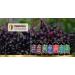 Immunia KIDS - Elderberry Supplement for Kids. Canadian Elderberry & Wild blueberry concentrated. Immune support. Delicious taste. No sugar added. Made in Canada with fruits from Canada (3 bottles) 120 ml (Pack of 3) - Buy Online on GoSupps.com