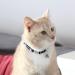 Pawtitas Multicolor Cat Collar with Safety Buckle and Bell - Teal/Pink/Purple - Buy Online on GoSupps.com