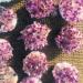 Natural Crystal Cluster Amethyst Specimen Ore Purple Quartz ReikiStone Ra Crystals Home Suitable for Furniture Decoration Crystal Cluster 300-400g - Buy Online on GoSupps.com