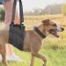 Premium Dog Harness for Hedge Aid | Comfortable & Secure International Shipping - Buy Online on GoSupps.com