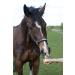 Fresh Horseradish for Horses - 2nd Class Quality (1000g) | Buy Now for International Shipping - Buy Online on GoSupps.com