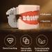 Dental Teeth Model B-28 with Soft Gums & Removable Teeth - Ideal Teaching Aid for Dentists | International Shipping - Buy Online on GoSupps.com