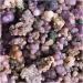 Gemstones and Crystals 50g-300g Natural Purple and Green Crystal Grape Agate Point Specimen Home Decoration QINTINYIN Stone Mineral Specimen (Color : Grape Agate Size : 200g) 200g Grape Agate - Buy Online on GoSupps.com