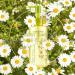 Nature Republic Forest Garden Cleansing Oil Chamomile 200ml / 6.76 fl.oz. - Buy Online on GoSupps.com