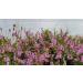 Heather n 14 Fleur de Bach farmaflor 1 Flacon Comtpe Gouttes 10ml - Made in Italy - Buy Online on GoSupps.com
