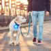 7-Piece LED Dog Light Pendants - Flashing Safety Collars for Dogs & Cats | Multi-Mode Luminous Pet Bands & Keychains for Kids & Joggers - Buy Online on GoSupps.com