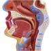 Mouth Nose Throat Pharynx Education Human Body ENT Model Study Model Pathology Nose Throat Model Enlarge The ical Model of Human Organs A+a - Buy Online on GoSupps.com