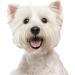 Eye Envy Tear Stain Remover Solution for Dogs 100% Natural Safe Recommended by Breeders Vet Professional Handlers Groomers|Contains colloidal Silver|Remove Stains from White Light Fur Skin Folds(4oz) 118 ml (Pack of 1) - Buy Online on GoSupps.com