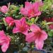 Brussel's Bonsai Satsuki Azalea Outdoor Tree - 5 Years Old, Small Spring Bloomers - 6 to 8 Tall - Buy Online on GoSupps.com