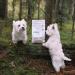 Nature's Protection Hypoallergenic Grain-Free Dry Dog Food - Salmon for Small & Mini Breeds - 1.5kg - Buy Online on GoSupps.com