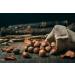 NATURAL FOOD Savoureuses Noisettes En Coque - V g talien Naturel Non Trait Haute Qualit - Riche En Acides Gras Essentiels - pour les Desserts au Muesli ou Dans les Salades - Grand Emballage 10 kg Noisettes 10 kg - Buy Online on GoSupps.com