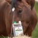 Ewalia Nerve Juice II Targeted support for concentrated performance in horses Ideal for competitions and training developed with veterinarians 100% natural without additives  - Buy Online on GoSupps.com