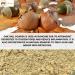 100% Natural Oak Gall Powder | Quercus Infectoria (Majuphal) - 0.5 lbs | Premium Herbal Supplement for Health - Buy Online on GoSupps.com