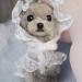 Dog Costume Pet Hat Breathable Good-looking Round Neck Puppy Lace Skirt for Dog Supplies Pet Princess Dress Pet Princess Dress White S - Buy Online on GoSupps.com