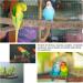 Bird Cage Accessories - 5-Part Set of Bird Toys Swing & Wood Seat Sticks for Parrots - Buy Online on GoSupps.com
