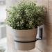 Cabilock 6 Pcs Flower Pot Wall Planter Ring Holder Wall Planter Plant Rack Potted Stand Flower Pot Ring Wall Bracket Pot for Hanging Plant Pots Flowerpot Holder Railing Frame Wall-mounted - Buy Online on GoSupps.com