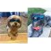 WELLXUNK Dog Sunglasses | UV Protection & Waterproof | Adjustable Strap for Small & Medium Dogs - Blue - Buy Online on GoSupps.com