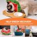 Avont Rewrise Cat Adjustable Soft Neck Collar | Leak Protection Collar for Small Dogs Post-Operation | Watermelon Design - Large - Buy Online on GoSupps.com