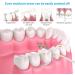 GT MEDIA Cordless Water Flosser Oral Irrigator - Professional Dental Teeth Cleaner(IPX7 Waterproof, 3 Modes, 5 Jet Tips) - Buy Online on GoSupps.com