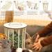 Upgraded Wooden Hay Feeder Rack for Rabbits ToyaJeco Less Wasted Small Animal Food Feeding Rack Standing Pet-self Feeding Food Manger Hay Holder for Guinea Pigs Bunny Chinchilla Hamster - Buy Online on GoSupps.com