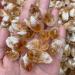 Crystal Rough 100g Bulk Rough Natural Citrine Point Quartz Druzy Crystal Cluster Specimen Stone Pendant Making Gifts Gift - Buy Online on GoSupps.com