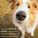 TropiClean Deodorizing Pet Spray Cologne - Lime & Coconut Scent - Natural Ingredients - Long Lasting - Made in USA - 8 oz - Buy Online on GoSupps.com