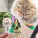 ueslwser 20 Pcs Mice & AnimalToys Colorful Feather Interactive Cat Interactive Mouse Catnip Toys Assorted Randomly Colors for Cats and Kitten Indoor Play Cat Mice Toys Pack Interactive Catch Play - Buy Online on GoSupps.com