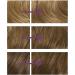 Clairol Nice'n Easy No Ammonia Hair Dye 91 Dark Blonde 3 Count Pack - Ammonia-Free Hair Color - Buy Online on GoSupps.com