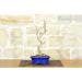 Ginkgo Biloba Bonsai (10) - Buy Online on GoSupps.com